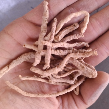 远志大货直销批发零售规格齐全另有蜜制远志