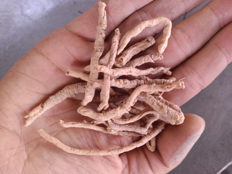 远志大货直销批发零售规格齐全另有蜜制远志