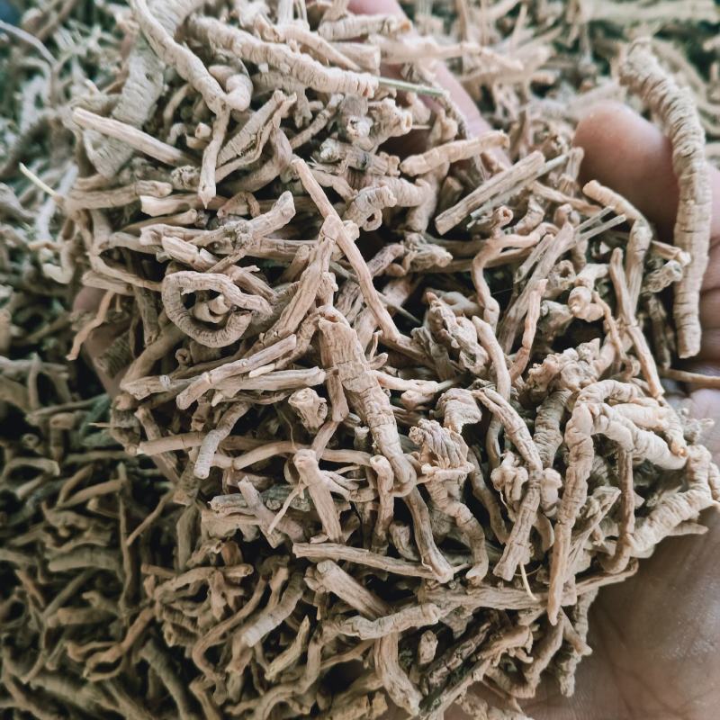 远志大货直销批发零售规格齐全另有蜜制远志