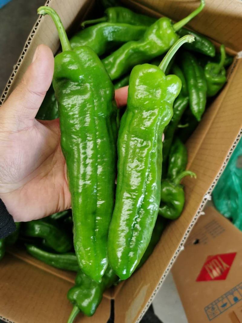 薄皮泡椒鲜辣椒308.巨无霸