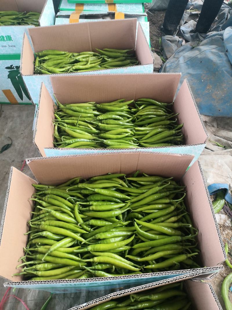 薄皮泡椒鲜辣椒308.巨无霸