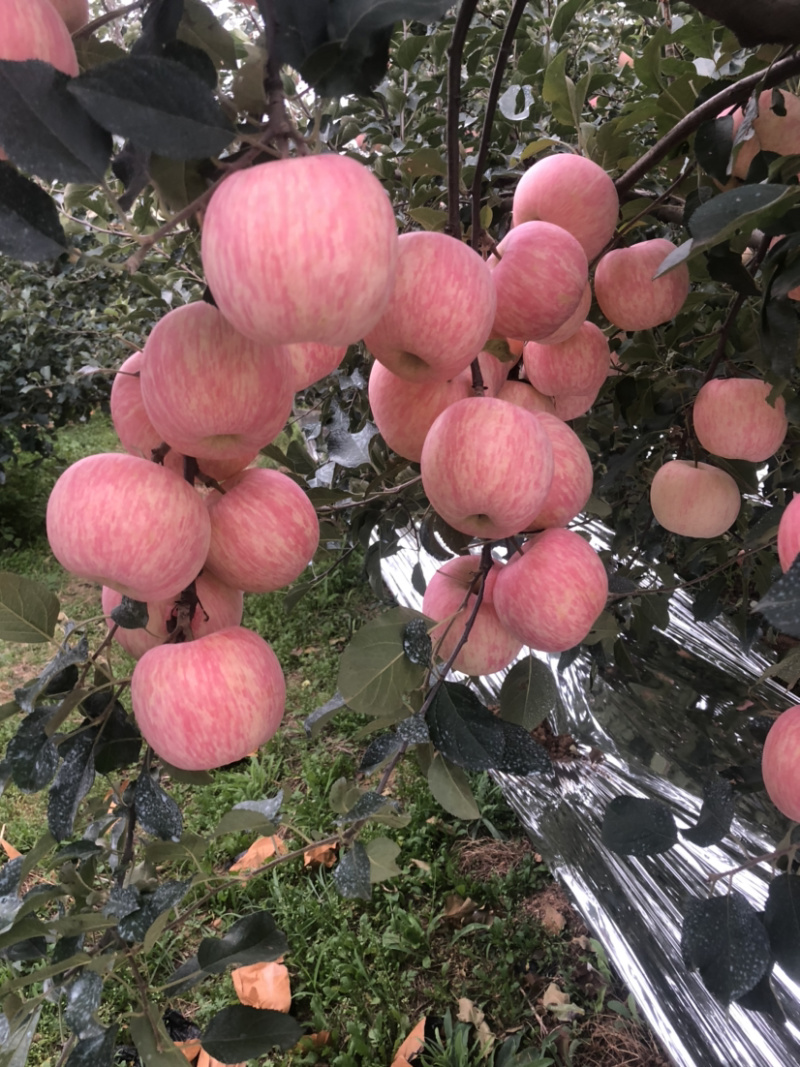 栖霞红富士苹果烟台苹果产地直销需要的老板联系我吧