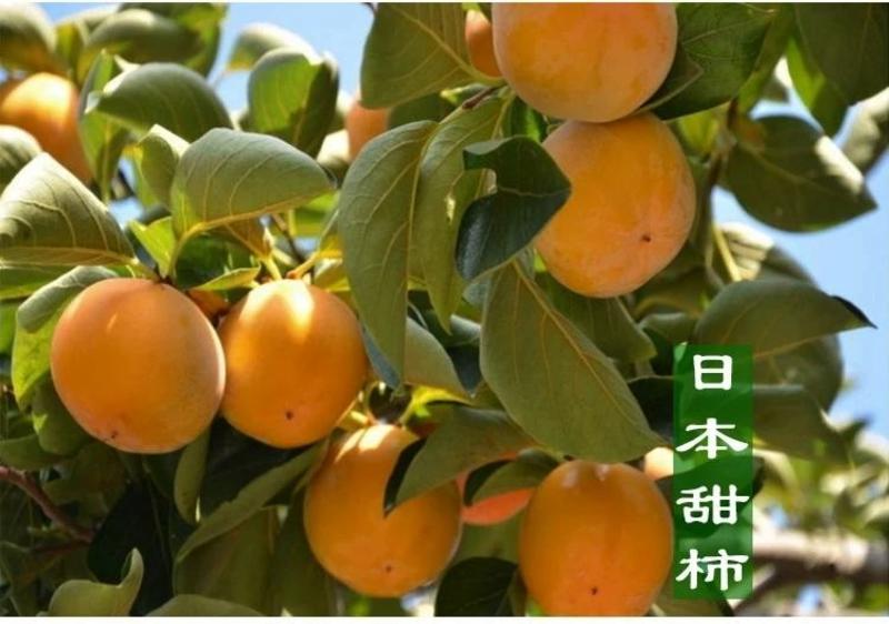柿子树苗嫁接地栽盆栽日本甜脆柿子苗树果苗当年结果特大柿子