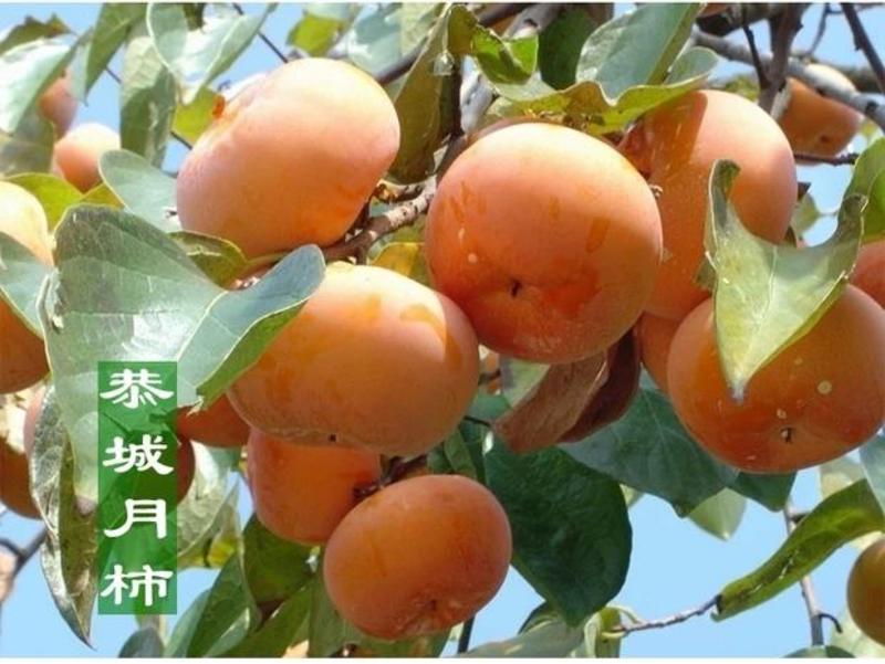 柿子树苗嫁接地栽盆栽日本甜脆柿子苗树果苗当年结果特大柿子