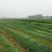 【黑麦草种子】特高宽叶四倍体黑麦草种子四季高产进口牧草视频