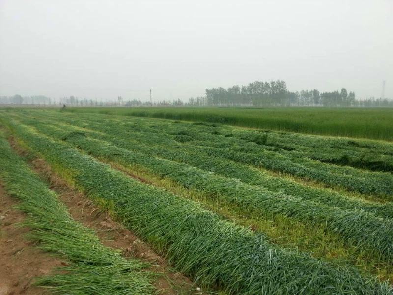 【黑麦草种子】特高宽叶四倍体黑麦草种子四季高产进口牧草视频