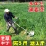 【黑麦草种子】特高宽叶四倍体黑麦草种子四季高产进口牧草视频