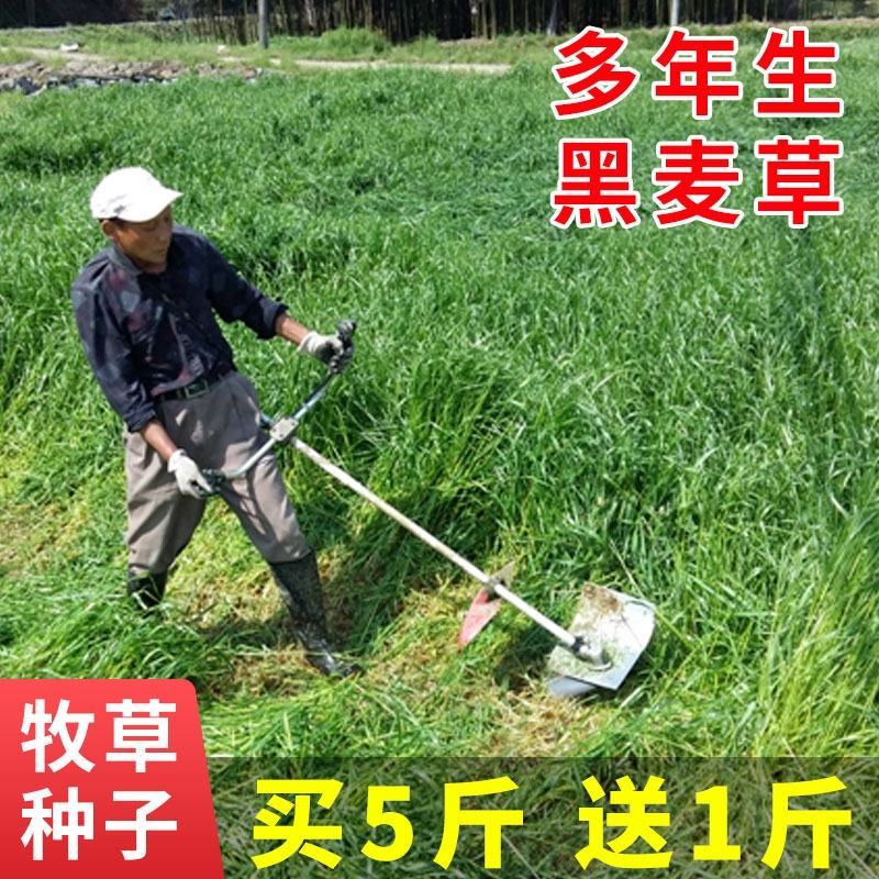 【黑麦草种子】特高宽叶四倍体黑麦草种子四季高产进口牧草视频