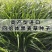 【黑麦草种子】特高宽叶四倍体黑麦草种子四季高产进口牧草视频