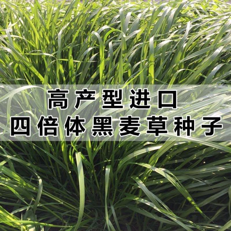 【黑麦草种子】特高宽叶四倍体黑麦草种子四季高产进口牧草视频