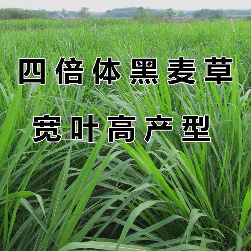 【黑麦草种子】特高宽叶四倍体黑麦草种子四季高产进口牧草视频