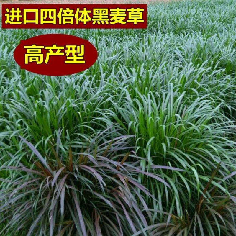 【黑麦草种子】特高宽叶四倍体黑麦草种子四季高产进口牧草视频