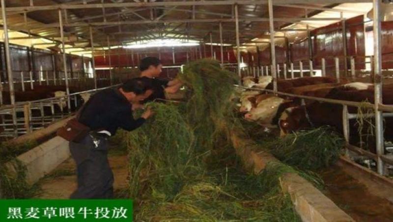 【黑麦草种子】特高宽叶四倍体黑麦草种子四季高产进口牧草视频