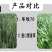 【黑麦草种子】特高宽叶四倍体黑麦草种子四季高产进口牧草视频