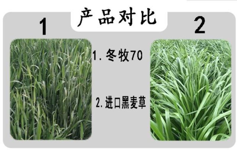【黑麦草种子】特高宽叶四倍体黑麦草种子四季高产进口牧草视频