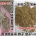 【黑麦草种子】特高宽叶四倍体黑麦草种子四季高产进口牧草视频