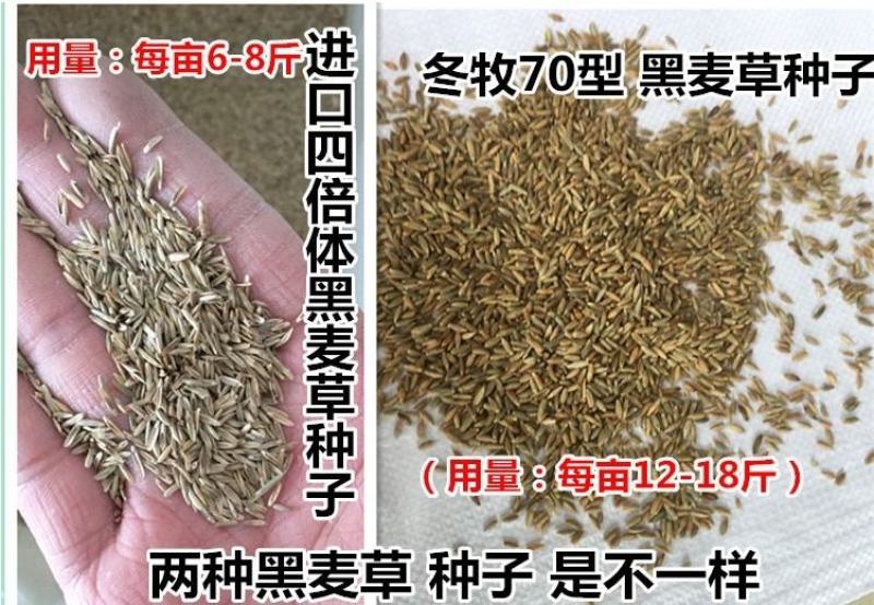 【黑麦草种子】特高宽叶四倍体黑麦草种子四季高产进口牧草视频