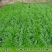 【黑麦草种子】特高宽叶四倍体黑麦草种子四季高产进口牧草视频