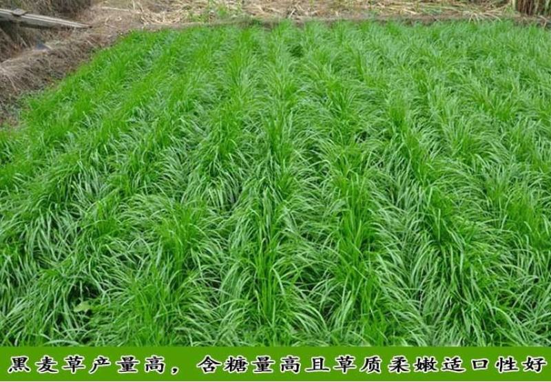 【黑麦草种子】特高宽叶四倍体黑麦草种子四季高产进口牧草视频