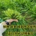 【黑麦草种子】特高宽叶四倍体黑麦草种子四季高产进口牧草视频