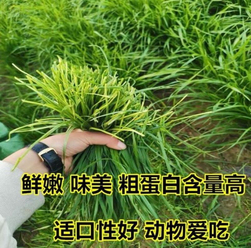 【黑麦草种子】特高宽叶四倍体黑麦草种子四季高产进口牧草视频