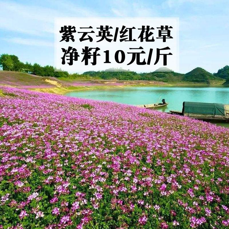 绿肥种子紫云英，紫云英养蜂蜜源高产改良土壤打造花海