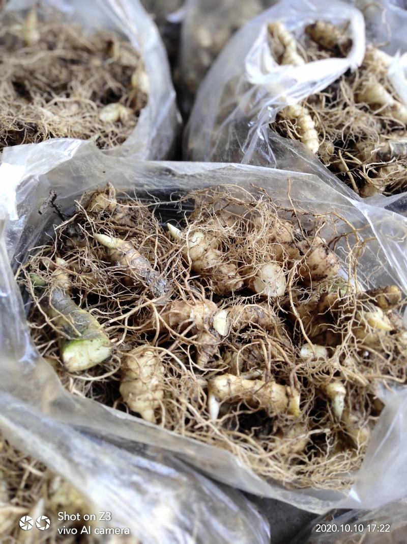大别山姜形甜黄精倒苗品种药典品种