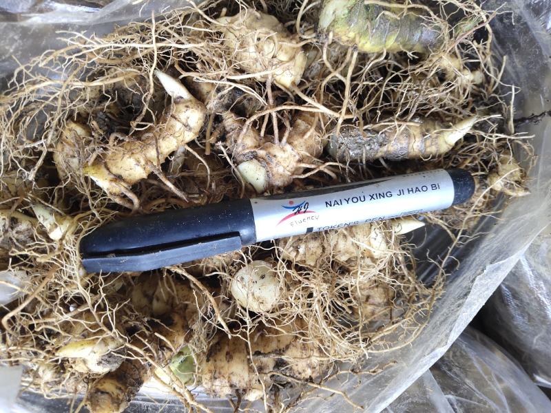 大别山姜形甜黄精倒苗品种药典品种