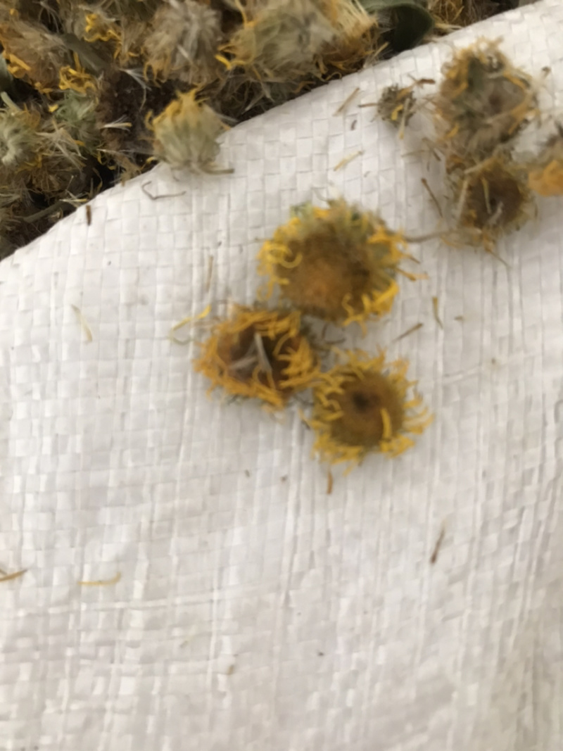 新货旋复花保庆药业无杂质旋复花实物拍摄旋覆花
