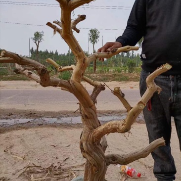 金银花老桩素材，金银花小苗种植中