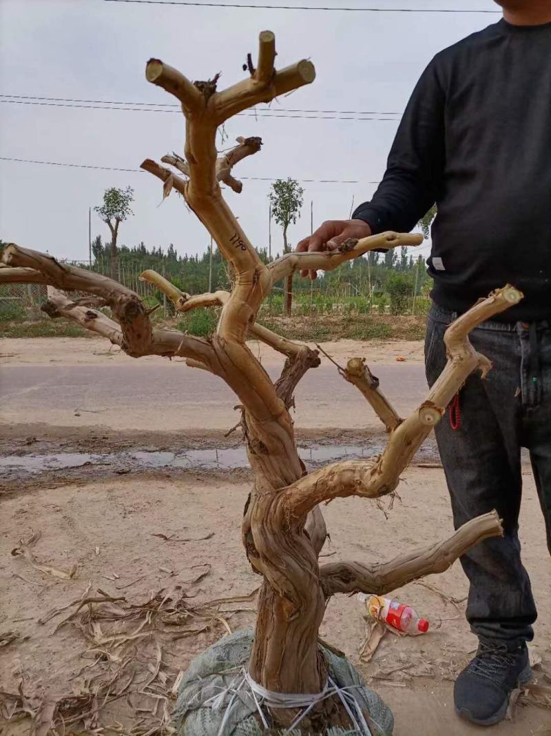 金银花老桩素材，金银花小苗种植中