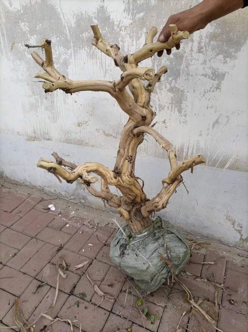 金银花老桩素材，金银花小苗种植中