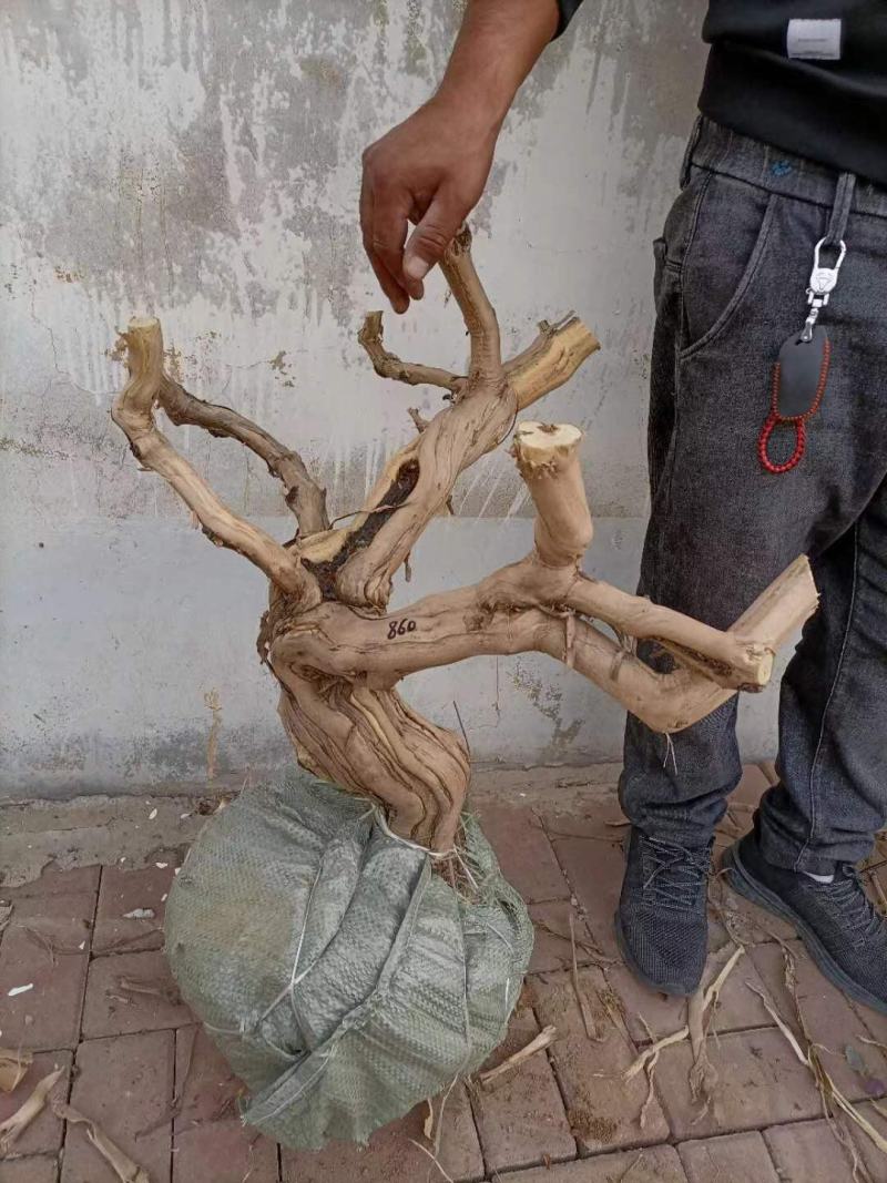 金银花老桩素材，金银花小苗种植中