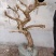 金银花老桩素材，金银花小苗种植中
