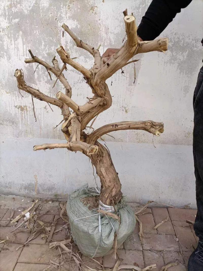 金银花老桩素材，金银花小苗种植中