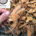 虎杖现货实物拍摄虎杖保庆药业虎掌虎杖根过筛