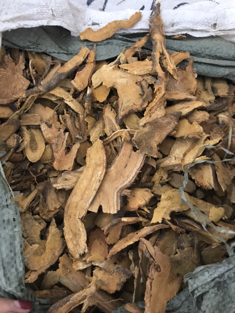 虎杖现货实物拍摄虎杖保庆药业虎掌虎杖根过筛