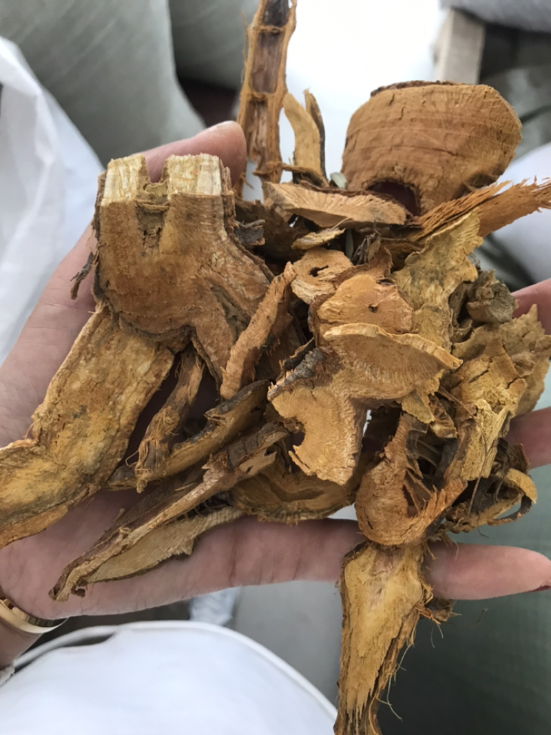 虎杖现货实物拍摄虎杖保庆药业虎掌虎杖根过筛