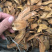 虎杖现货实物拍摄虎杖保庆药业虎掌虎杖根过筛