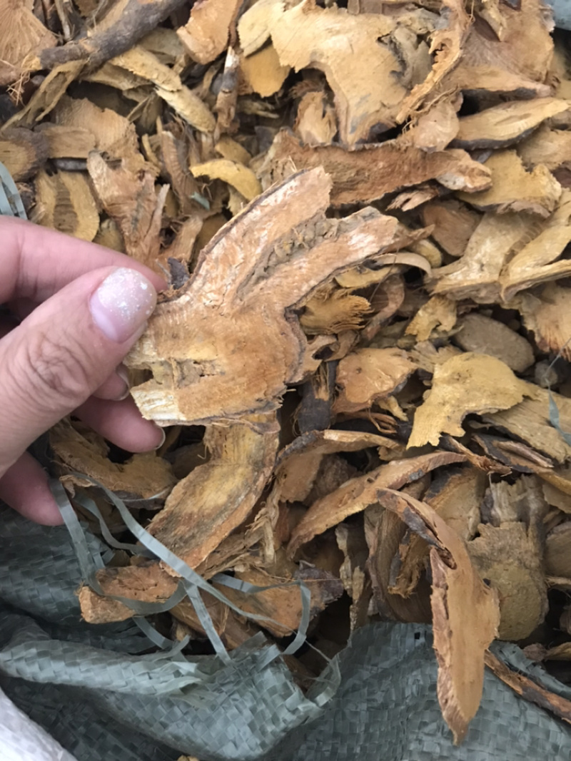 虎杖现货实物拍摄虎杖保庆药业虎掌虎杖根过筛