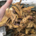 虎杖现货实物拍摄虎杖保庆药业虎掌虎杖根过筛