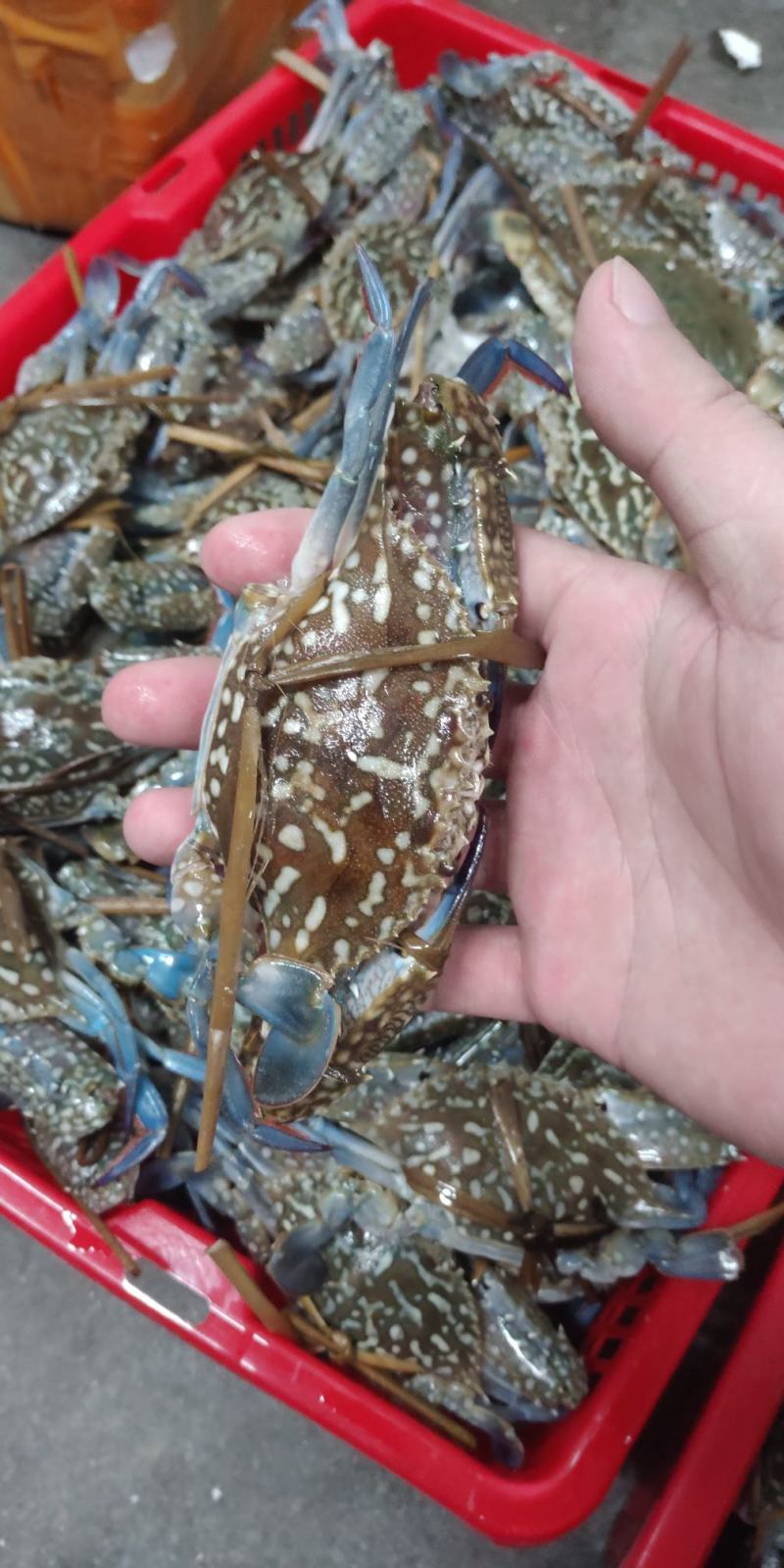 北海特色花蟹，爆炒，煮粥，多种做法，香甜可口