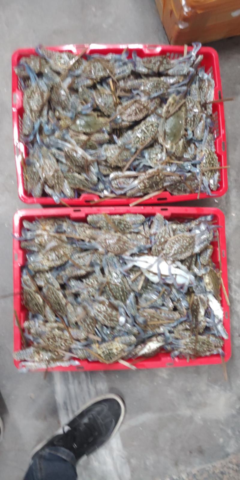 北海特色花蟹，爆炒，煮粥，多种做法，香甜可口