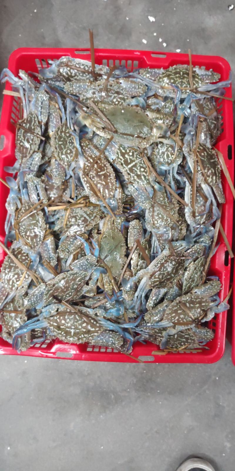 北海特色花蟹，爆炒，煮粥，多种做法，香甜可口