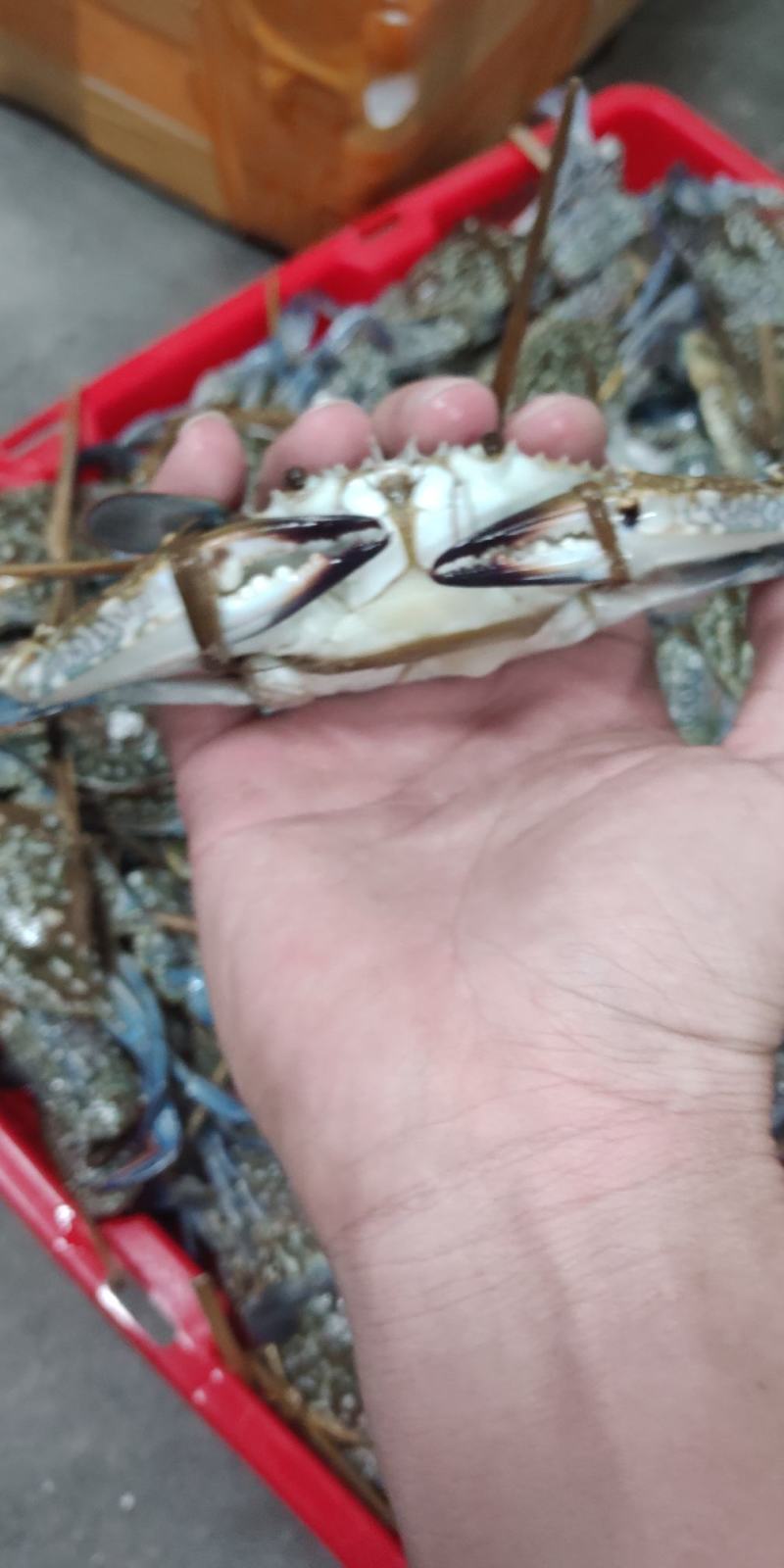 北海特色花蟹，爆炒，煮粥，多种做法，香甜可口