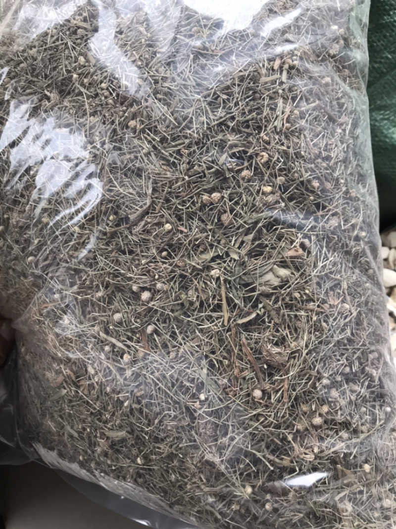 谷精草保庆药业批发谷精草实物拍摄！！