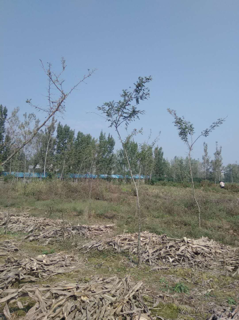 五年皂角树苗便宜卖了，家里有其他发展，便宜甩卖，