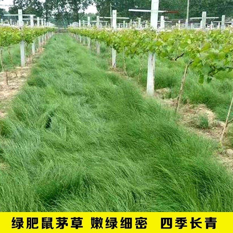 进口美国鼠茅草种子果园生草抑制杂草果园绿肥多年生进口草种
