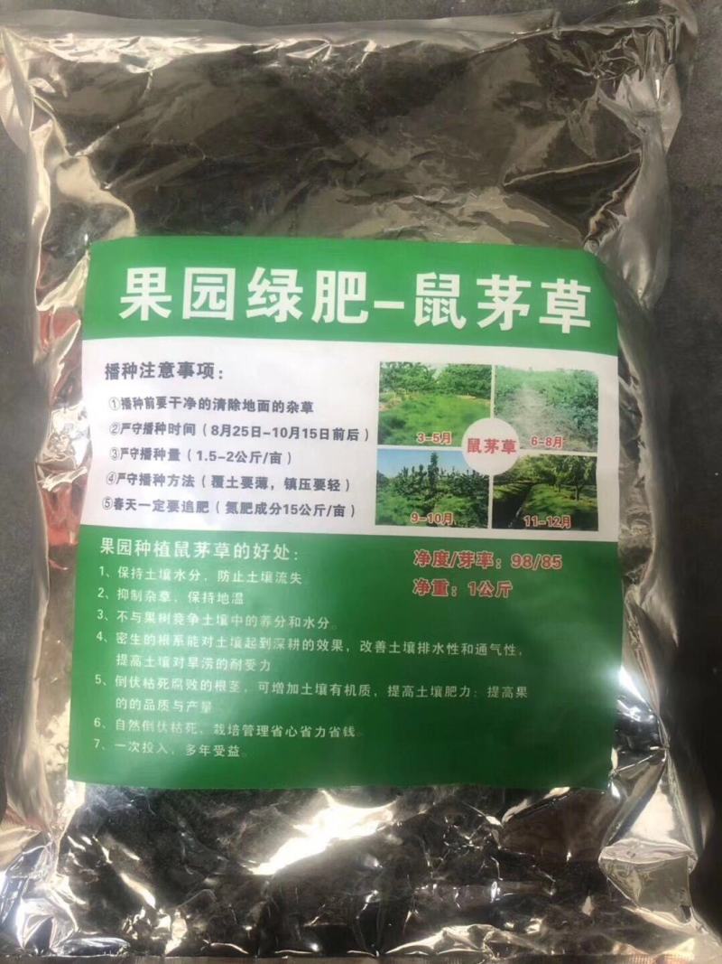 进口美国鼠茅草种子果园生草抑制杂草果园绿肥多年生进口草种