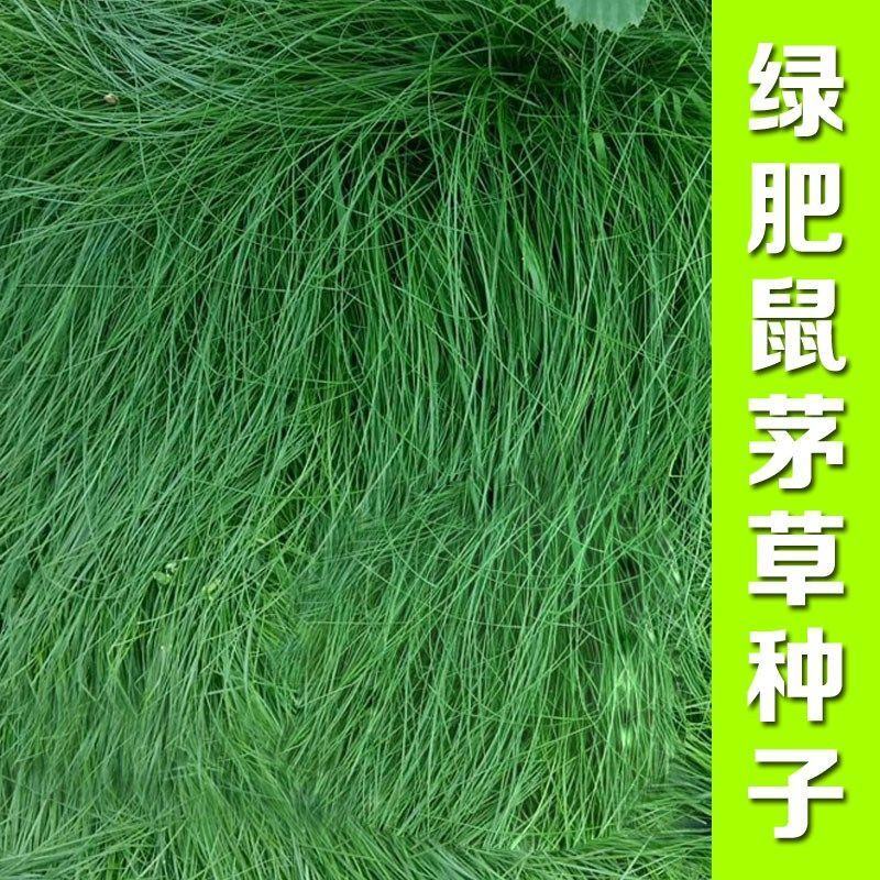 进口美国鼠茅草种子果园生草抑制杂草果园绿肥多年生进口草种